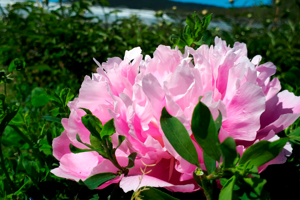 Pivoines : offrez-vous un bouquet français