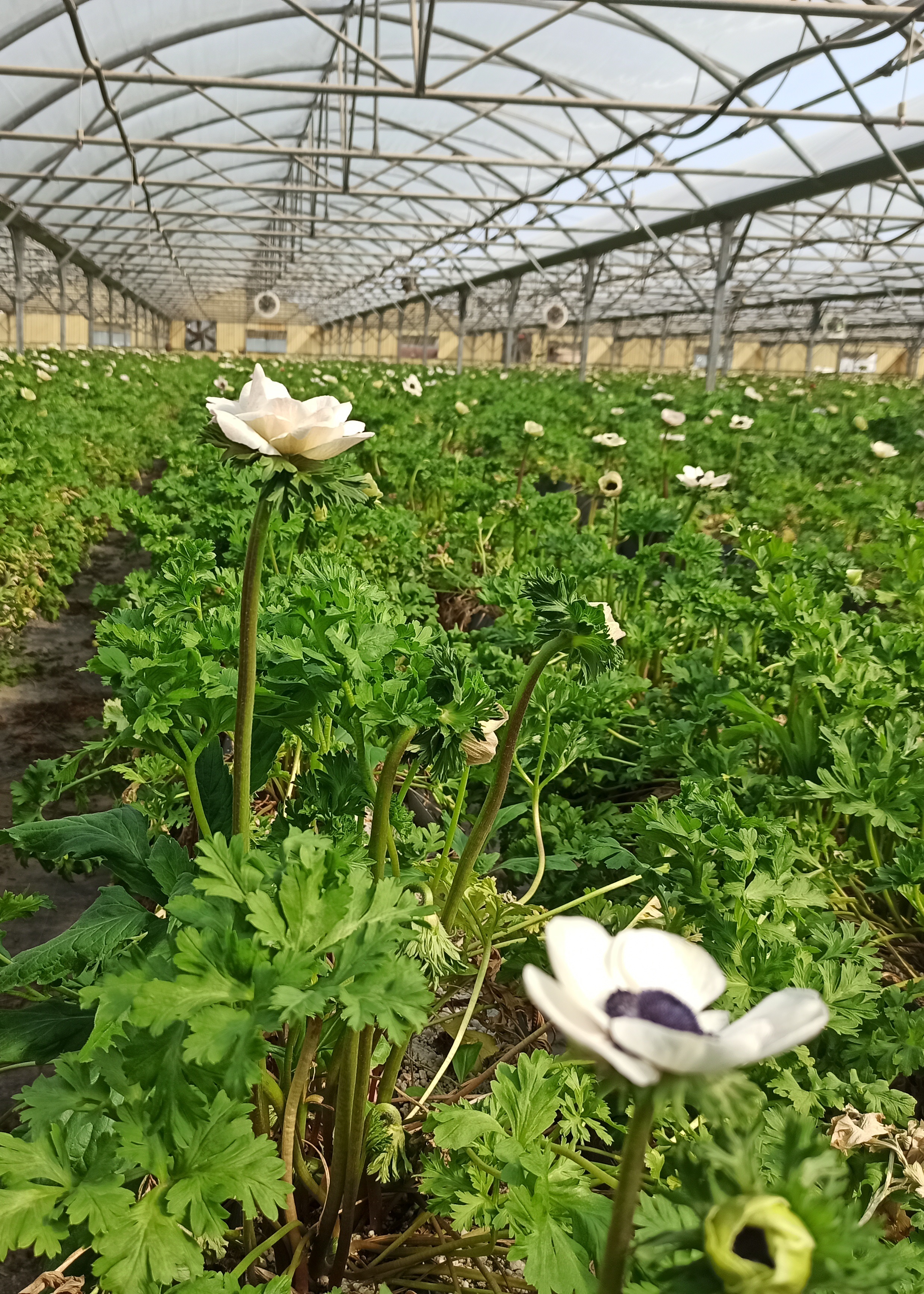 Communiqué de Presse Bleu Blanc Fleurs